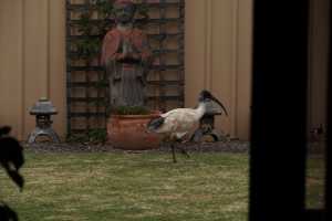 BLACK-HEADED-IBIS (1)